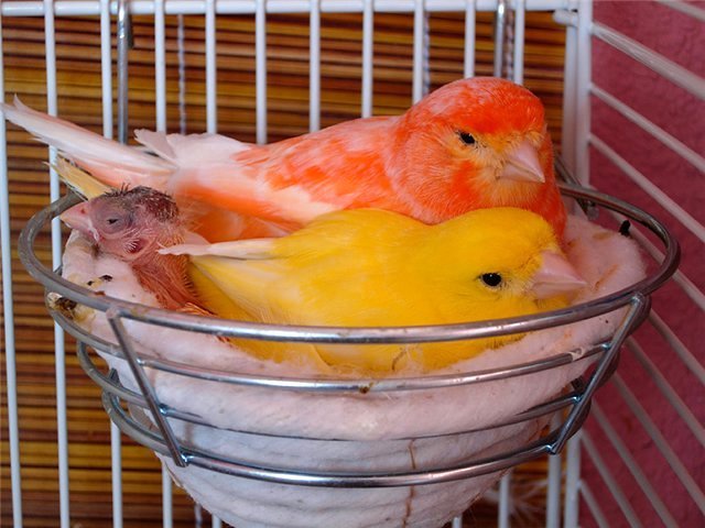 Содержание канареек и уход за ними в Севске