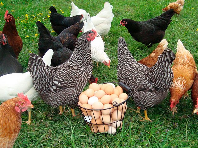 Содержание кур и уход за ними | ЗооТом - продажа, вязка и услуги для животных в Севске