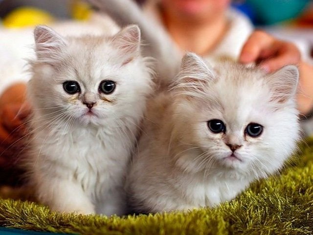 Породы кошек в Севске | ЗооТом портал о животных