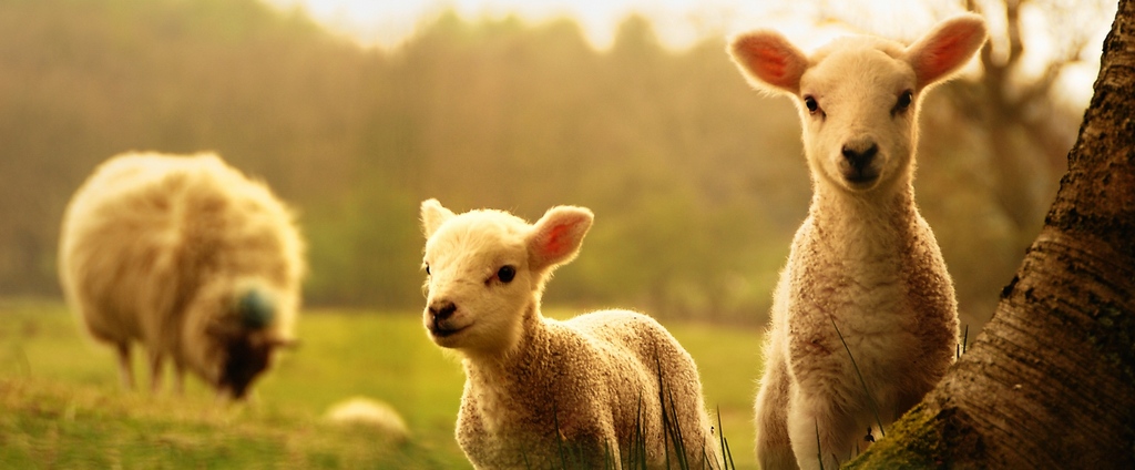 Объявления о сельскохозяйственных животных | ЗооТом - продажа, вязка и услуги для животных в Севске