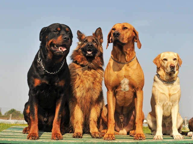 Крупные породы собак в Севске | ЗооТом портал о животных