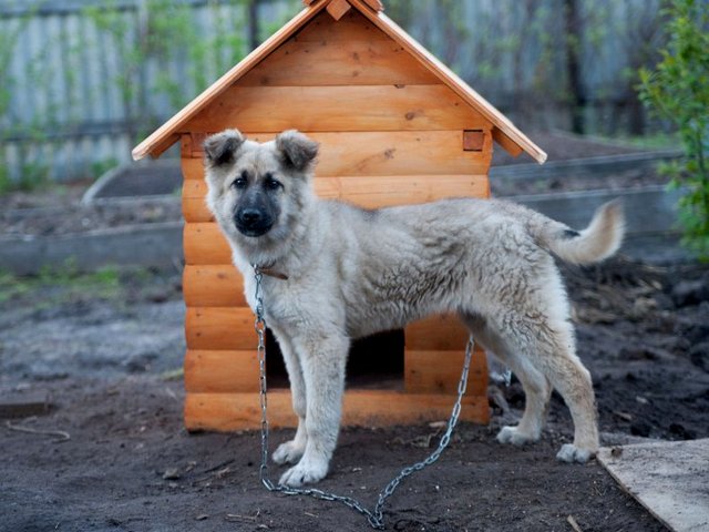 Все о собаках в Севске Все о собаках в Севске